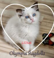 Available Ragdoll Kittens WA