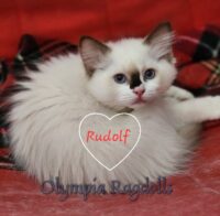 Available Ragdoll Kittens WA
