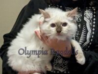 Available Ragdoll Kittens Olympia WA