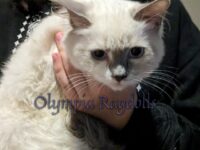Available Ragdoll Kittens Olympia WA